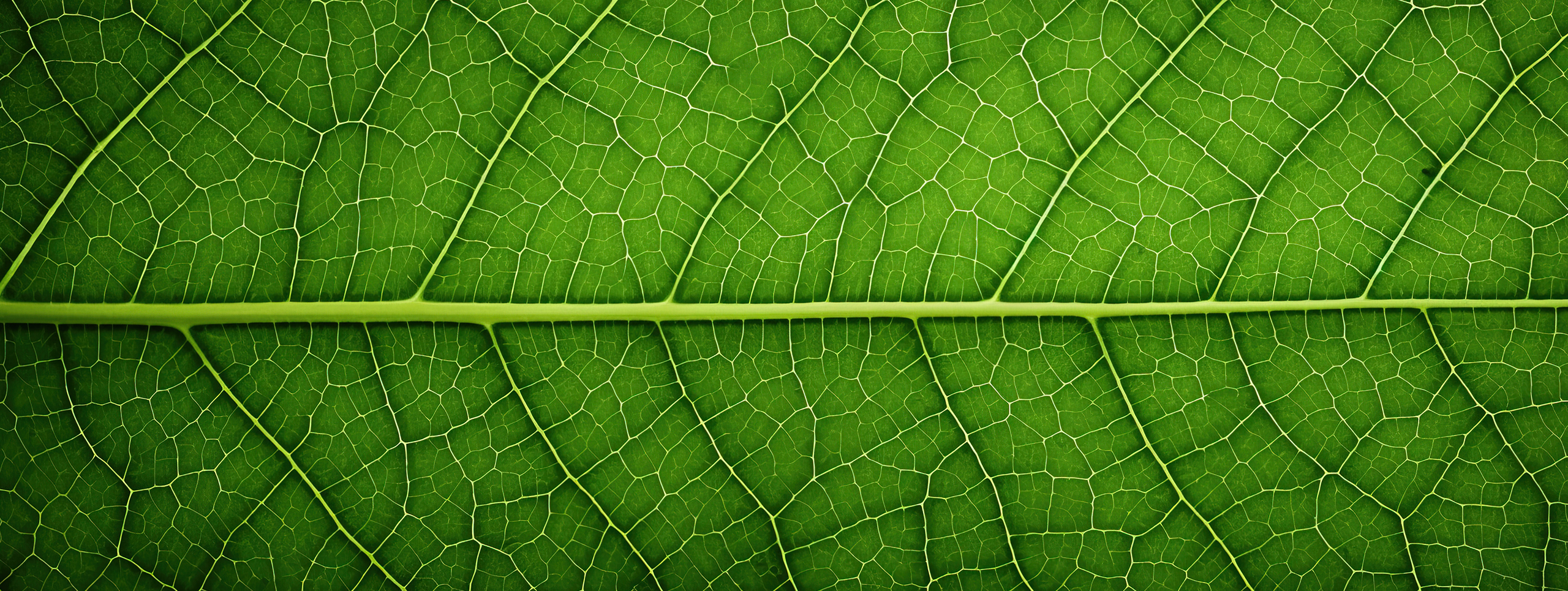 Environmental stewardship hero image